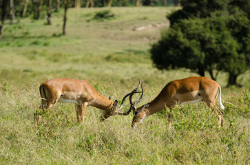 Fototapeta premium impala, male, combat, Aepyceros melampus, Afrique de l'Est