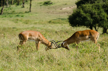 impala, male, combat, Aepyceros melampus, Afrique de l'Est