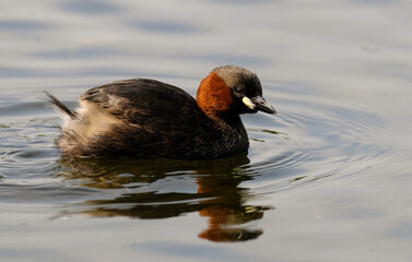 Grèbe castagneux,Tachybaptus ruficollis, Little Grebellis