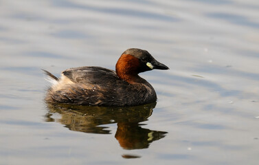 Grèbe castagneux,Tachybaptus ruficollis, Little Grebellis