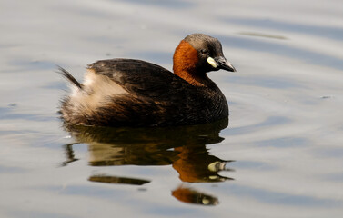 Grèbe castagneux,Tachybaptus ruficollis, Little Grebellis
