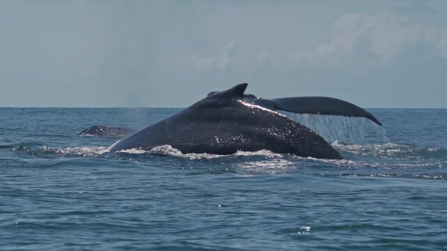 Three humpback whales glide in unison through the waters off Uvita, Costa Rica.
