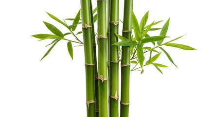 Green Bamboo Plant Natural Fresh Stalks and Leaves Nature Growth