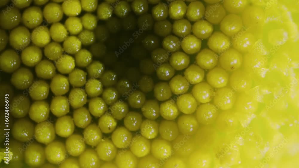 Poster chamomile blossom inner part under microscope fractal pattern