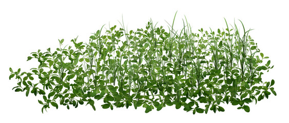 green grass isolated on white/Leaves, grass, and natural greenery in vibrant plant foliage.