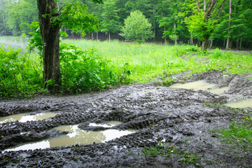 Dirty ground road in the forest.