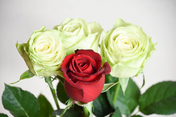 緑と赤のばら