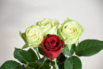 赤と緑のばら
