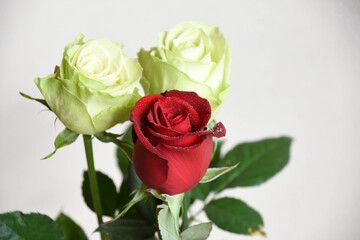 赤と緑のばら
