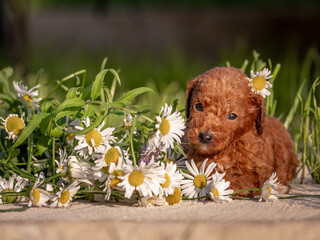 Cute red puppy in the rays of the sun among the flowers. Labradoodle or poodle, summer beautiful...