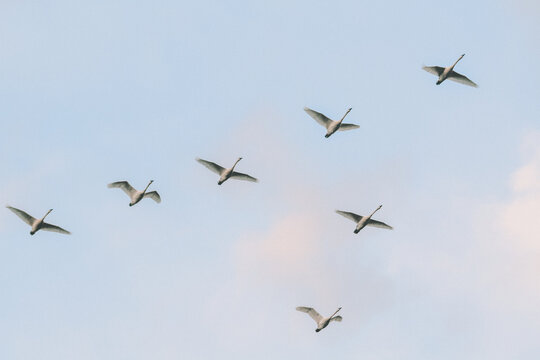 Trumpeter Swans flying in a v formation in Skagit Valley - Powered by Adobe