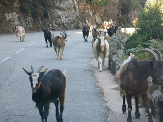 Im Süden, Korsika, Ziegen auf der Fahrbahn, Straße, 