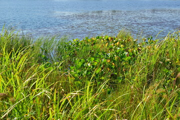Grass and water. Marsh whitefly.