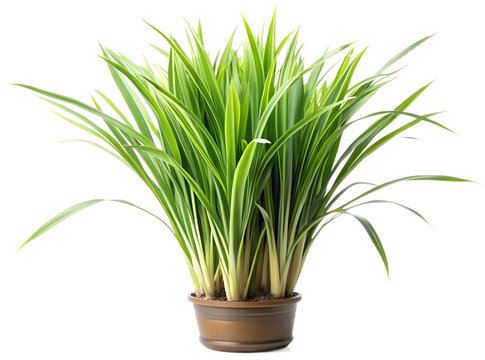  (Acorus calamus) generative ai