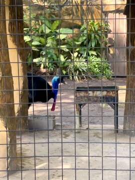 Beautiful Cassowary (kasuari) in a cage of a zoo in the morning, an endemic animal from Papua Indonesia