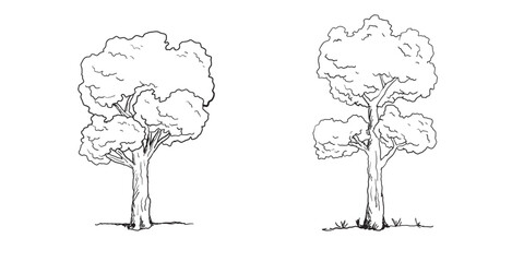 Hand-drawn Trees Vector Set – Vintage Forest Tree Sketches in Black and White.