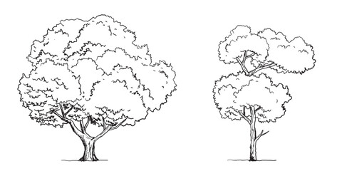 Hand-drawn Trees Vector Set – Vintage Forest Tree Sketches in Black and White.