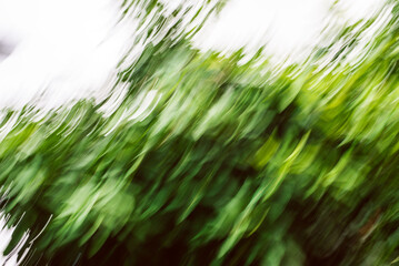 Abstract image of green leaves with intentional camera motion blur creating a dynamic artistic...