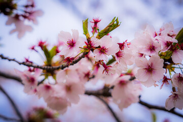 Spring at Himeji, Japan, South East Asia