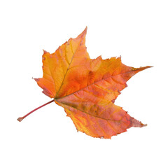 Fototapeta premium Autumnal maple leaf, vibrant colors