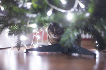 A tabby cat is peeking out from beneath a decorated Christmas tree