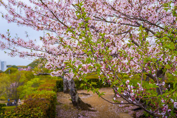 Spring at Himeji, Japan, South East Asia