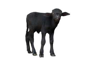 litle carpathian buffalo isolated on a white