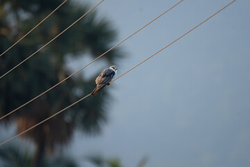 A stunning Black winged kite gracefully perched on a electric wire  against a soft, muted blue...