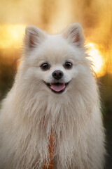 young, happy, small, smiling companion pomeranian Spitz dog portrait at sunset time with blurred golden and sunny bokeh. vertical