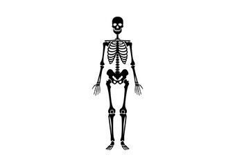 Detailed Black Skeleton Outline Illustration for Halloween Decor, Medical Art, and Educational Graphic Resources