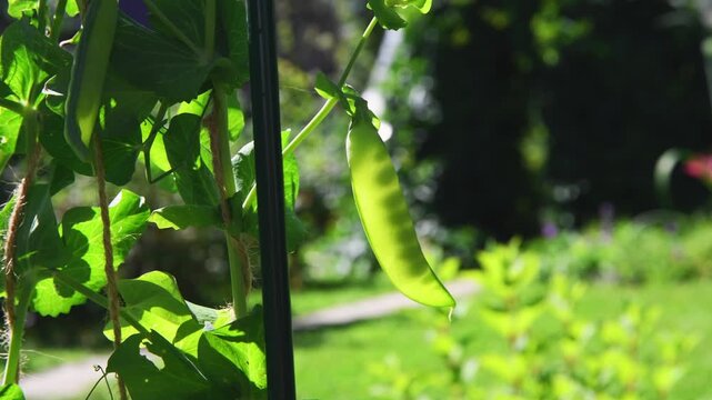 Ripe pea pod hanging from its vine, illuminated by sunlight in a vibrant garden, highlighting the charm of homegrown produce and the beauty of nature's bounty