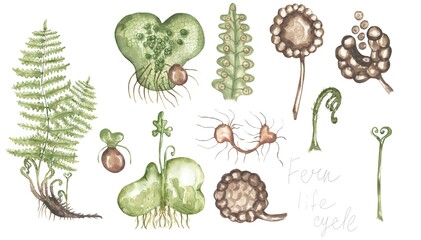 Watercolor Forest fern plant Life Cycle illustration set, fern growth stage elements, wild flora print © MayaNavits