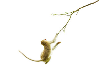 Macaca or monkey is dangling and swing, looking like Tarzan on a branch. It's resisting the force of gravity, climbing, about to fall from tree. Isolated on white background, clipping path transparent