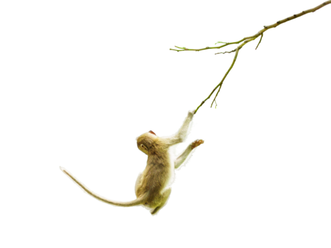 Macaca or monkey is dangling and swing, looking like Tarzan on a branch. It's resisting the force of gravity, climbing, about to fall from tree. Isolated on white background, clipping path transparent