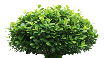 A lush green bush with small oval leaves shaped into a perfect sphere isolated on transparent background