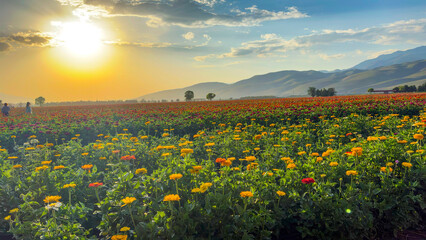 Fototapeta premium field of flowers