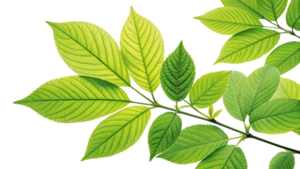 Vibrant green leaves with visible veins on a branch isolated on transparent background