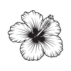 Obraz premium Delicate hibiscus flower with intricate petals and stamen floral bloom