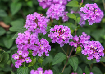 Obraz premium Lantana montevidensis is a species of lantana native to South America. It is known by common names as: trailing lantana, weeping lantana, creeping lantana, or trailing shrubverbena.