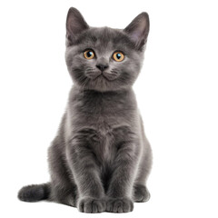 british shorthair cat