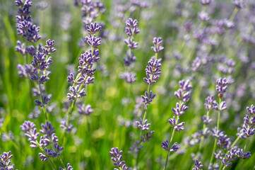 Lavender bushes, flowers. Background of lavender flowers and greenery. Spring background