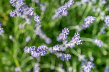 Blurred background of lavender flowers against a green backdrop