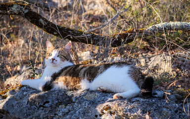 Relaxed pet cat basking in sun for cozy animal lifestyle concepts