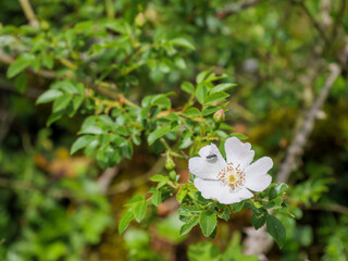 Delicate Interdependence : Insect and Wild Rose in Natural Harmony