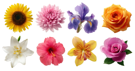 Various bright flowers including sunflower iris lily hibiscus chrysanthemum and roses Isolate