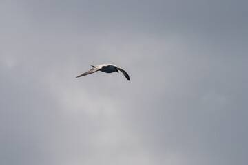 Northern fulmar (Fulmarus glacialis) in flight above the North Atlantic Ocean, off the coast of the UK