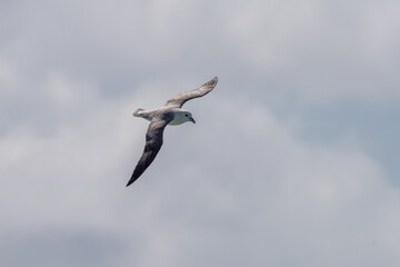Northern fulmar (Fulmarus glacialis) in flight above the North Atlantic Ocean, off the coast of the UK