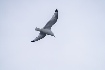 Black-legged kittiwake (Rissa tridactyla) in flight above the the North Atlantic Ocean, off the coast of the UK