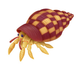 Small Hermit Crab in Shell, Isolated on Pure Background