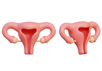 cartoon style uterus 3D graphic